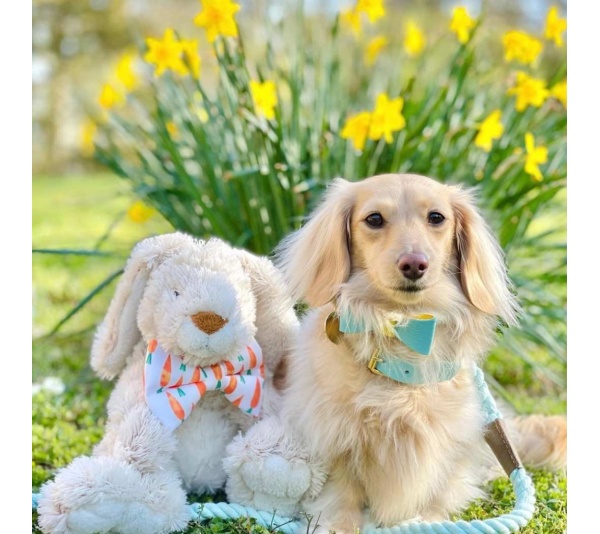 Sunshine Babe - Dog Bow Tie  - Large