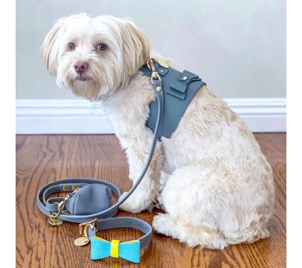 Sunshine Babe - Dog Bow Tie  - Large