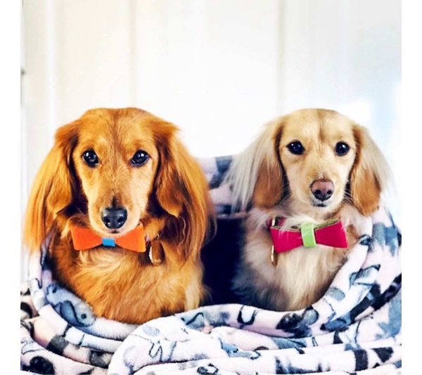 Vibrant Sunset - Dog Bow Tie  - Small