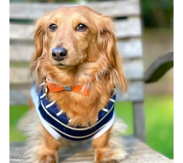 Vibrant Sunset - Dog Bow Tie  - Small