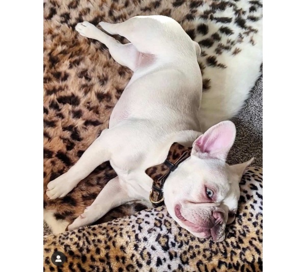 Wildest One - Dog Bow Tie  - Large