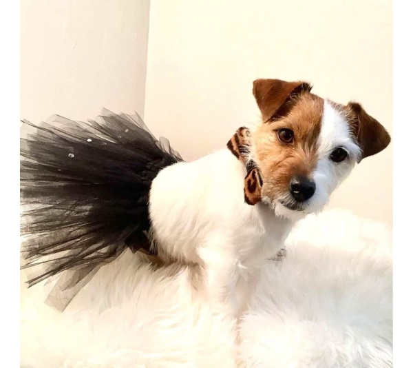 Wildest One - Dog Bow Tie  - Small