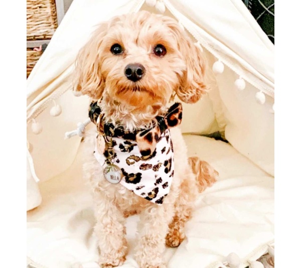 Wildest One - Dog Bow Tie  - Small