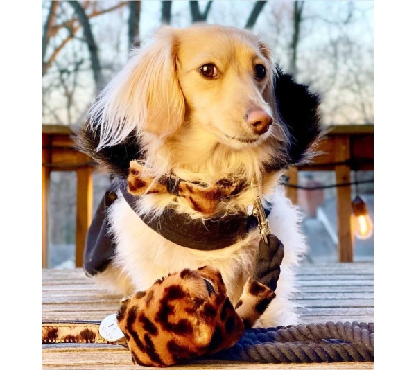 Wildest One - Dog Bow Tie  - Small