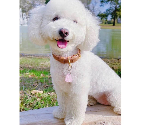 Bella Rose - Dog Collar  - Medium