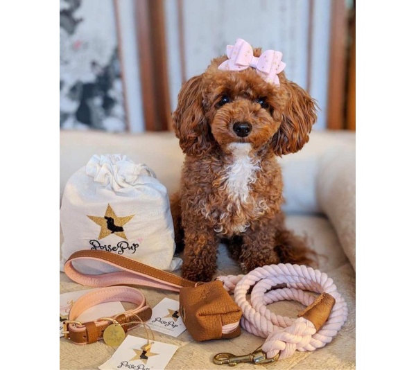 Bella Rose - Dog Collar  - Small