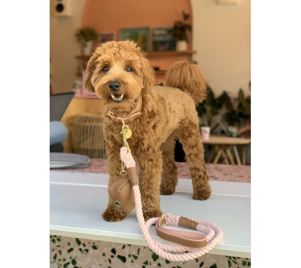 Bella Rose - Dog Collar  - Small