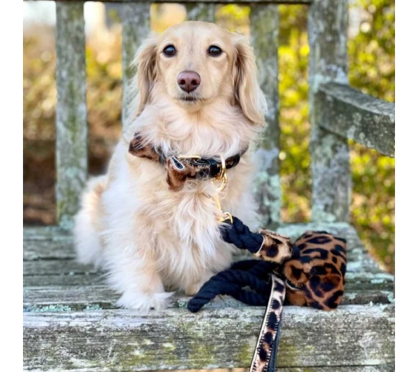 Wildest One - Dog Bow Tie  - Large