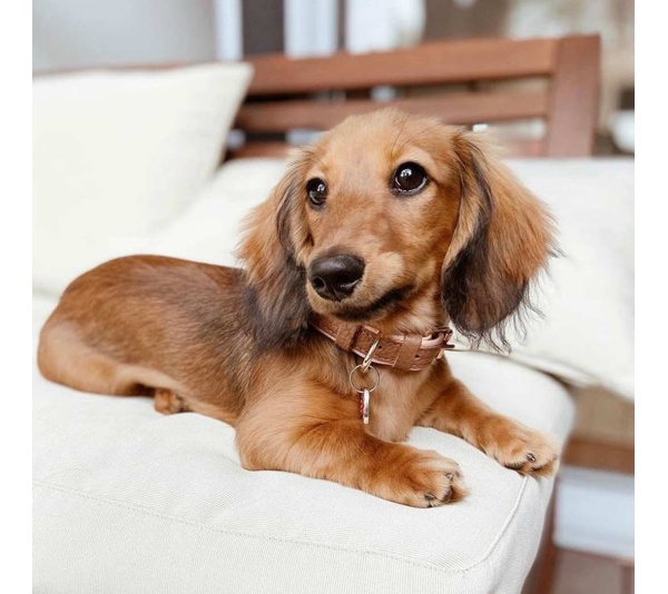 Bella Rose - Dog Collar  - XL