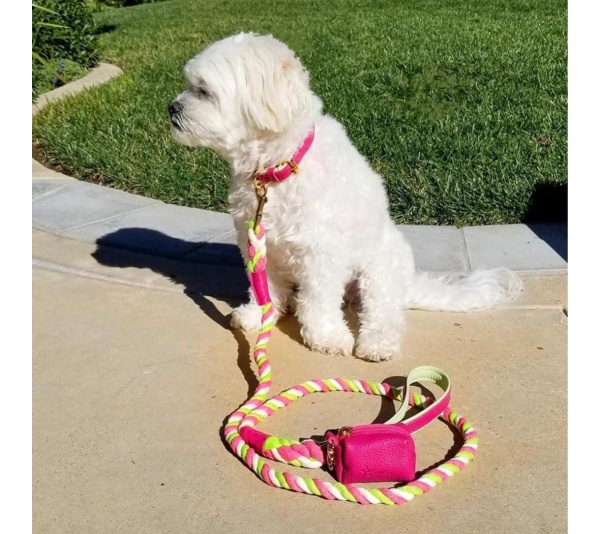 Candy Swirl - Dog Collar  - Large