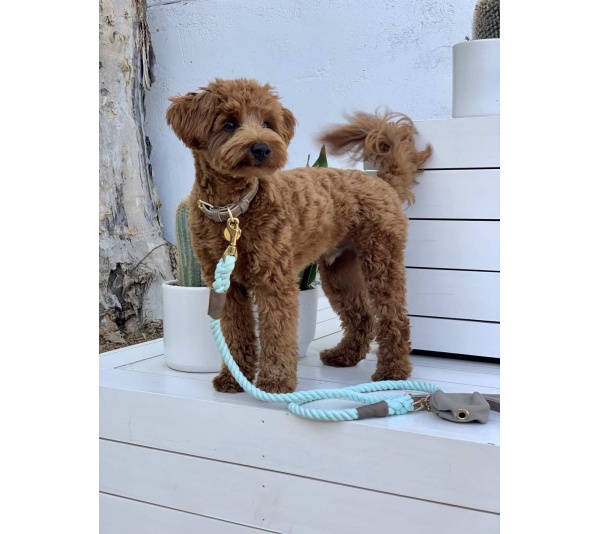 Desert Mint - Dog Collar  - Small