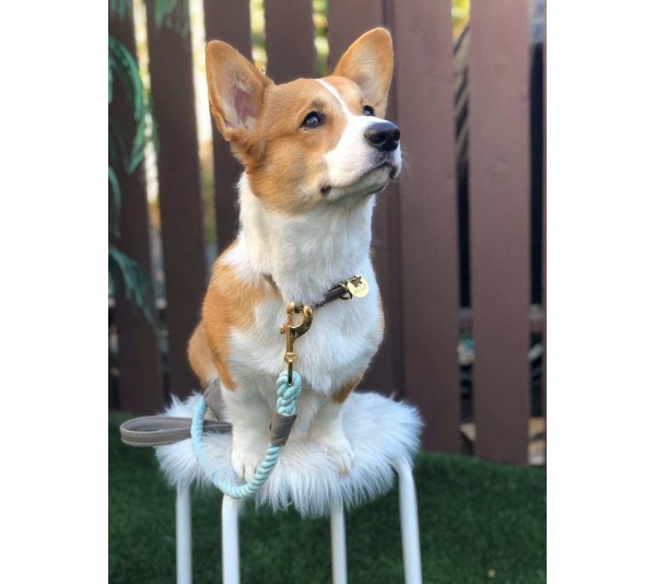 Desert Mint - Dog Collar  - XL