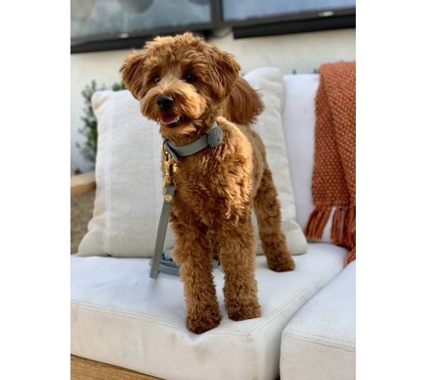 Full Bloom - Dog Collar  - Small