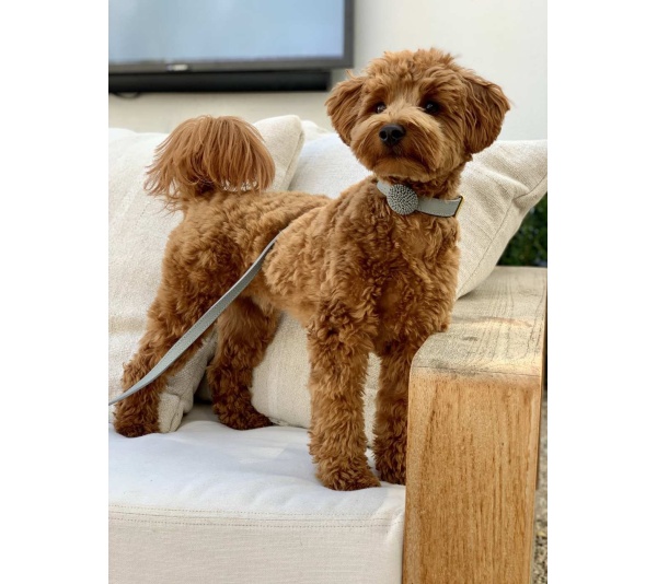 Full Bloom - Dog Collar  - Medium