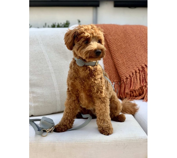 Full Bloom - Dog Collar  - Medium