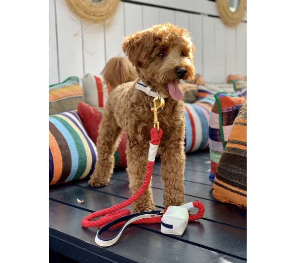 Hot Marine - Dog Collar  - Small