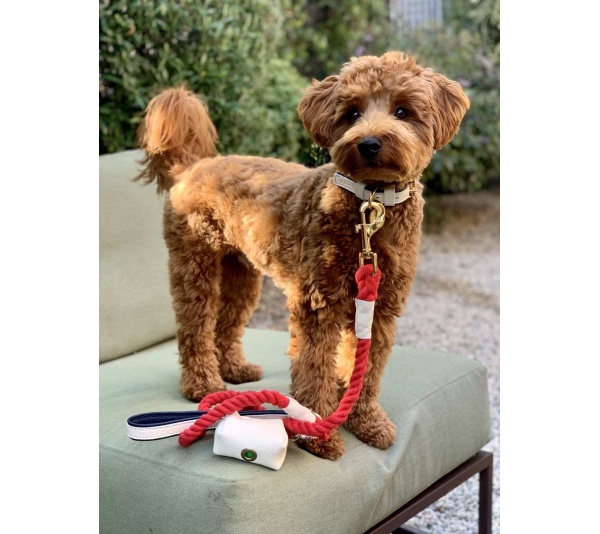 Hot Marine - Dog Collar  - Medium