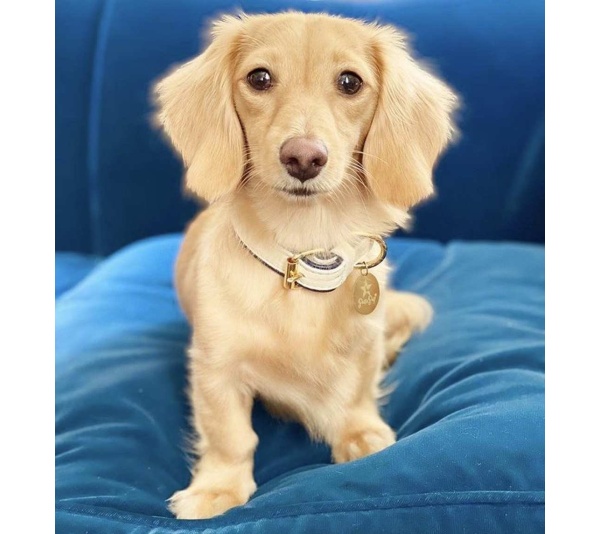 Hot Marine - Dog Collar  - XL