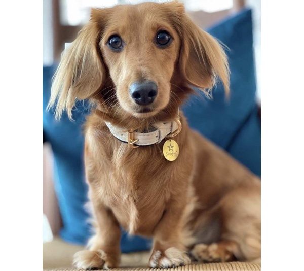 Hot Marine - Dog Collar  - XL