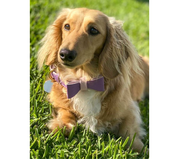 Lavish Lavender - Dog Collar  - Medium