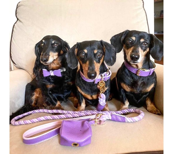 Lavish Lavender - Dog Collar  - Small