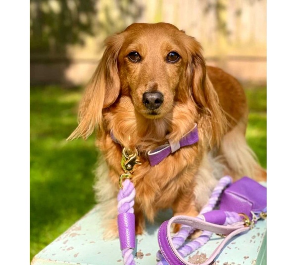 Lavish Lavender - Dog Collar  - Large