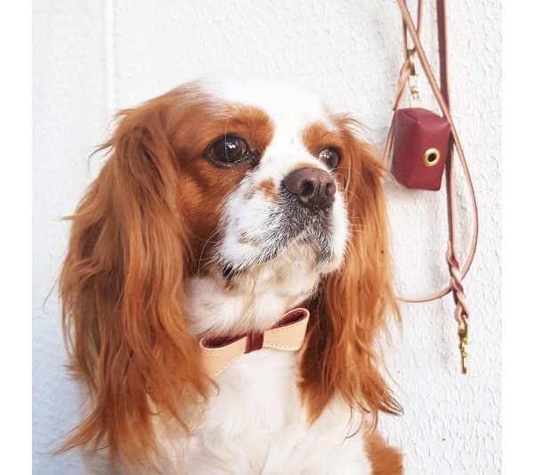 Luscious Bow - Dog Collar  - Medium