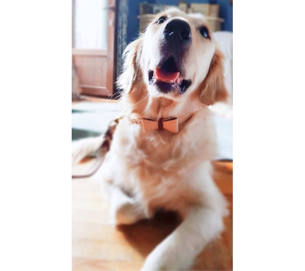 Luscious Bow - Dog Collar  - XL