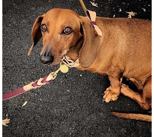 Luscious Bow - Dog Collar  - XL