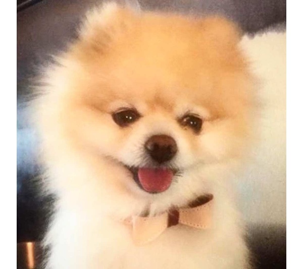 Luscious Bow - Dog Collar  - XL