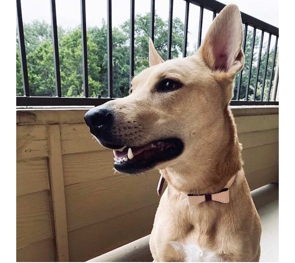 Luscious Bow - Dog Collar  - XL