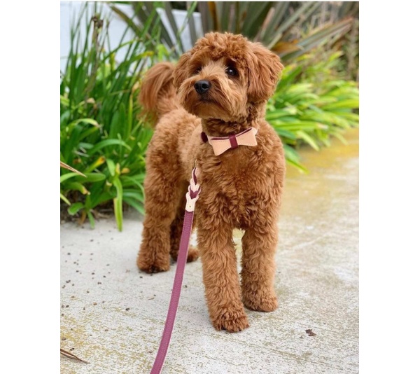 Luscious Bow - Dog Collar  - XL