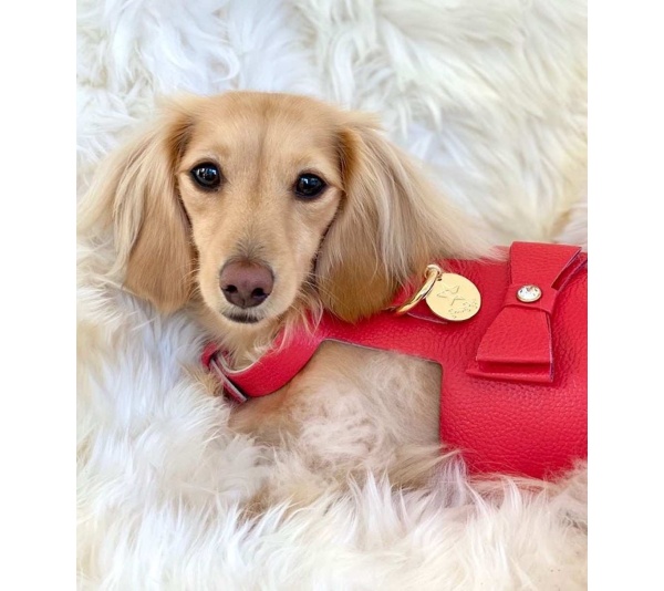 Melting Hearts - Dog Harness  - Medium