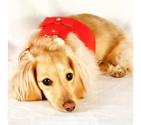 Melting Hearts - Dog Harness  - Medium