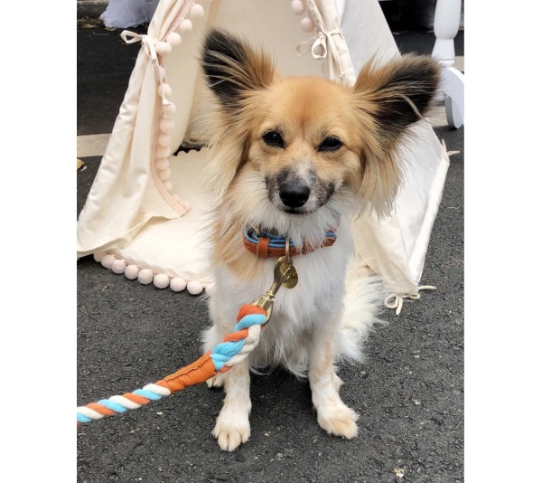 Vibrant Sunset - Dog Collar  - Medium