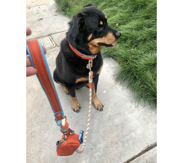 Vibrant Sunset - Dog Collar  - Small