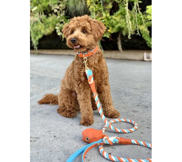 Vibrant Sunset - Dog Collar  - Large