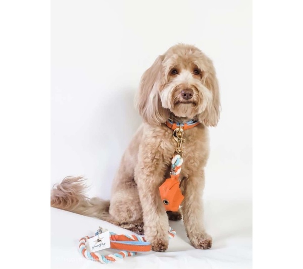 Vibrant Sunset - Dog Collar  - Large