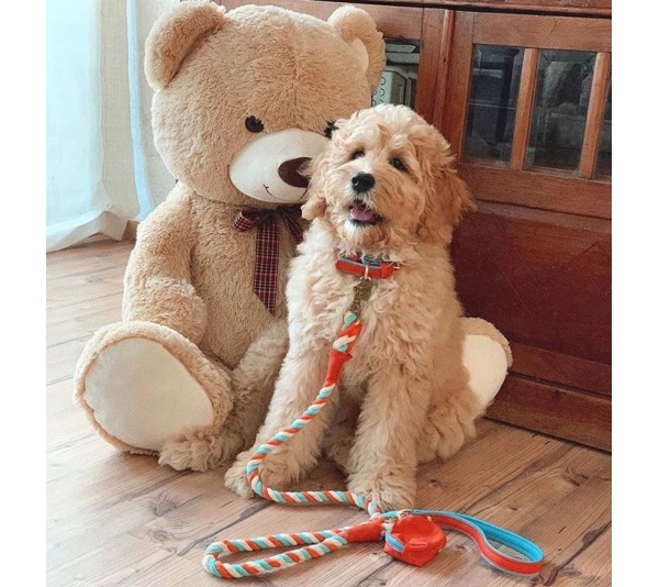 Vibrant Sunset - Dog Collar  - Medium