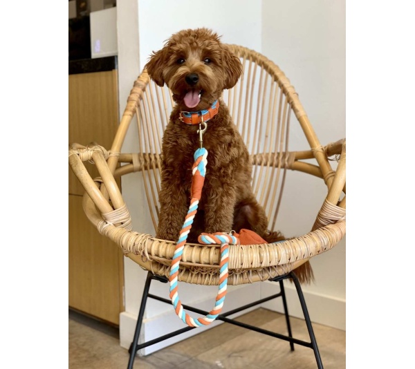 Vibrant Sunset - Dog Collar  - XL