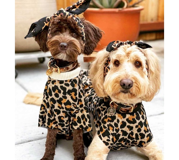 Wildest One - Dog Collar  - Large