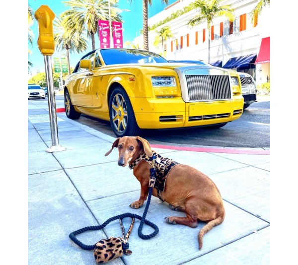 Wildest One - Dog Collar  - Large