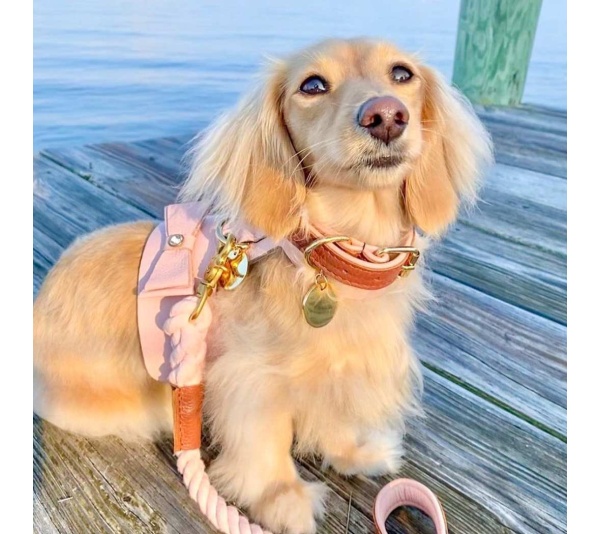 Bella Rose - Dog Harness  - Small