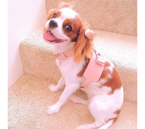 Bella Rose - Dog Harness  - Small