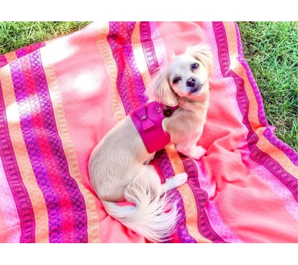 Candy Swirl - Dog Harness  - Small