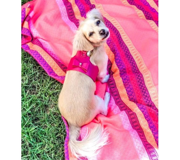 Candy Swirl - Dog Harness  - XS