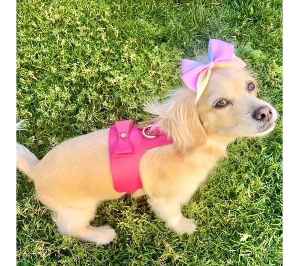Candy Swirl - Dog Harness  - Medium
