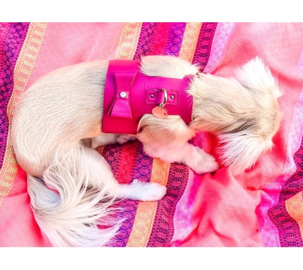 Candy Swirl - Dog Harness  - Small