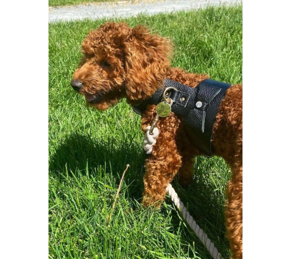 Dark Night - Dog Harness  - XS