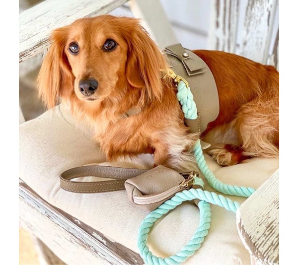 Desert Mint - Dog Harness  - Small